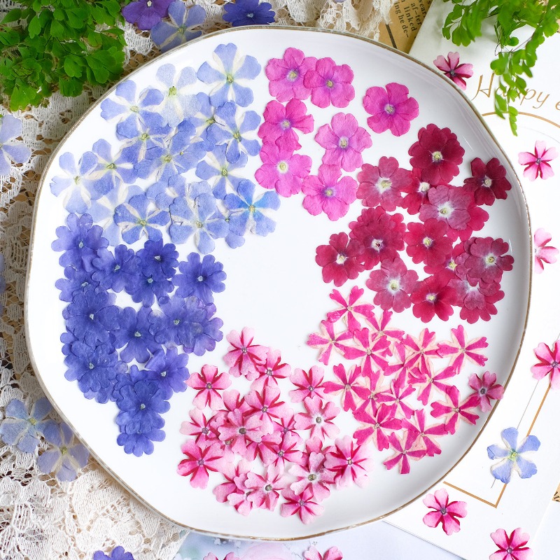 Art Craft 2 Year Olds - 50 pièces/1,5-2 cm, fleurs de verveine