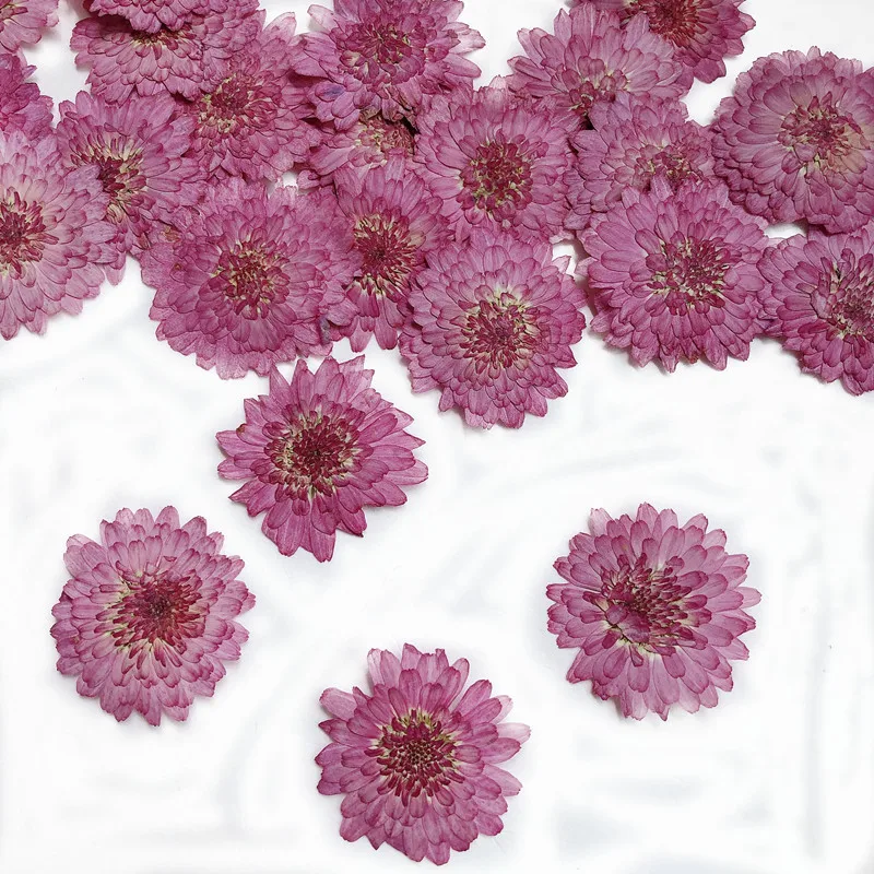 Art Craft 2 Year Olds - Véritables fleurs de chrysanthème séchées de