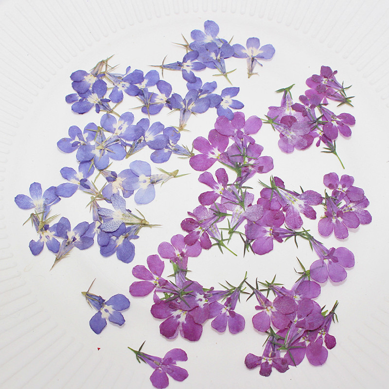 Art Craft 2 Year Olds - 60 pièces pressées séchées Lobelia Erinus