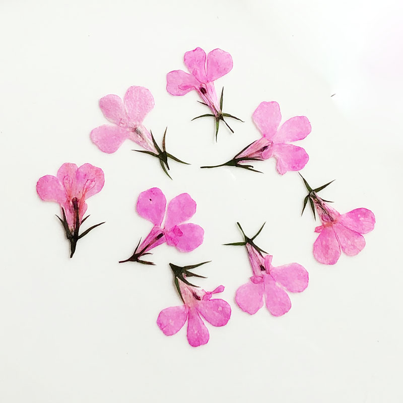 60 pièces pressées séchées Lob - Art Craft 2 Year Olds avis et prix