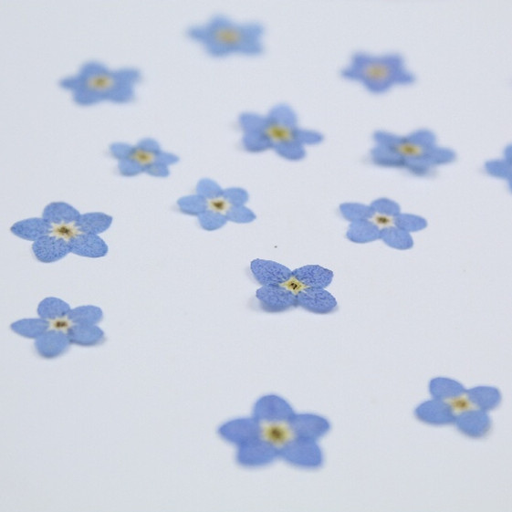 Pétales de Fleurs Naturelles v - Art Craft 2 Year Olds avis et prix